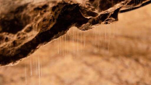 Te Anau Glowworm Caves