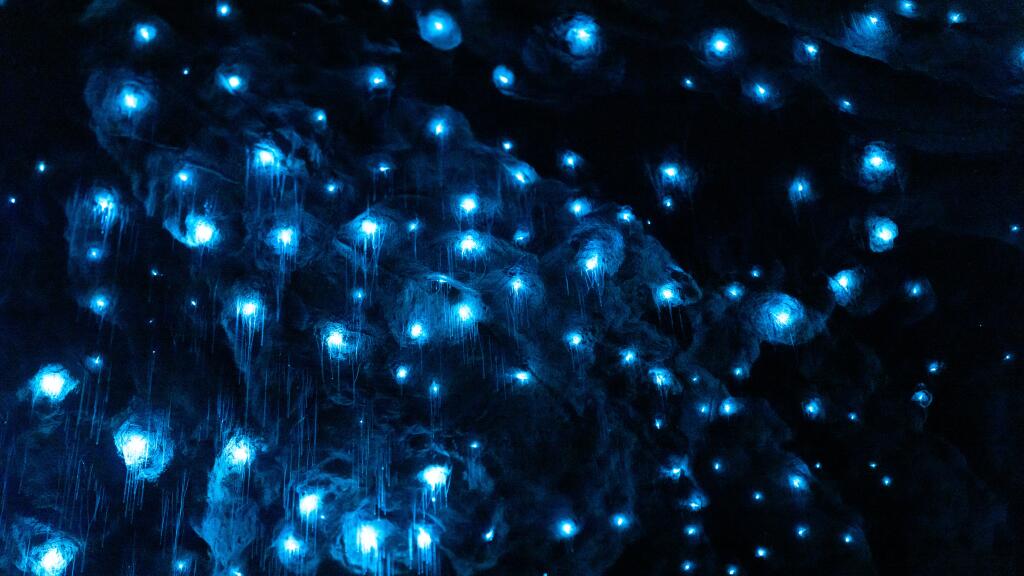 Te Anau Glowworm Caves