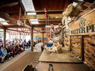 Walter Peak High Country Farm Sheep Show