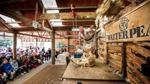 Walter Peak High Country Farm Sheep Show