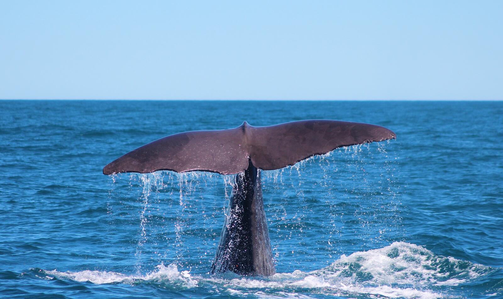 Whale Watch Tour