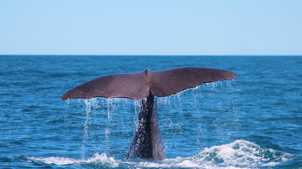 Whale Watch Tour