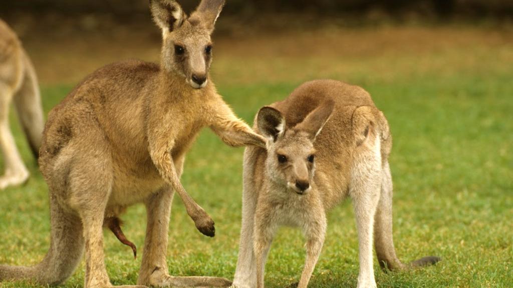 Blog - Generic - Vroom Kangaroo