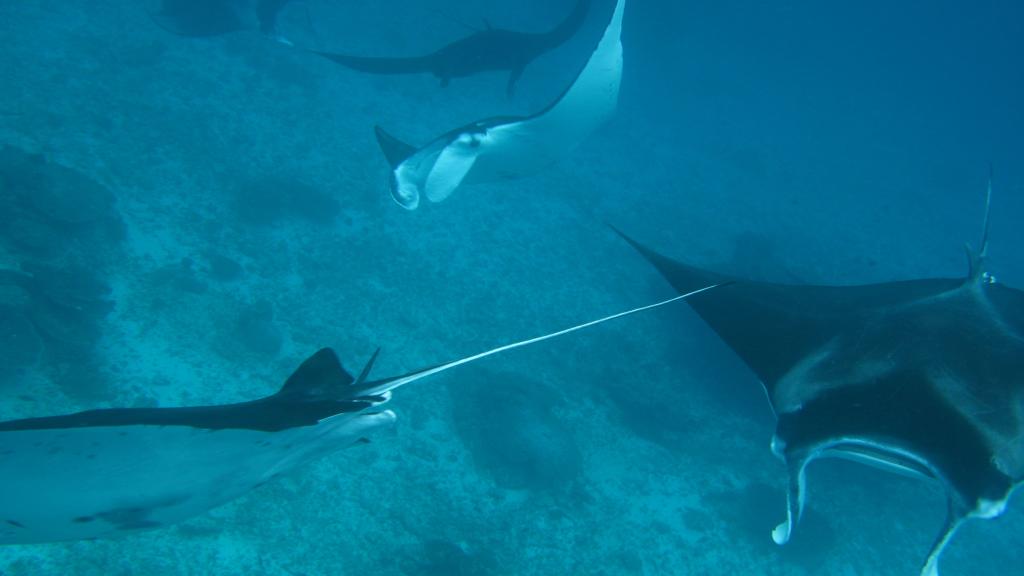 Manta Rays