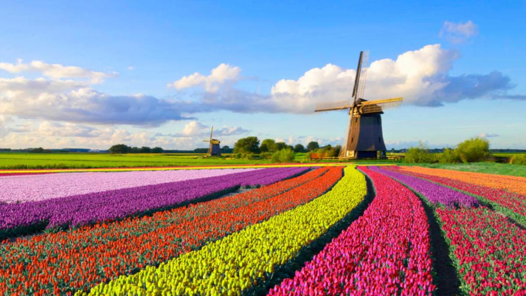 amsterdam-river-cruise-Tulips-Windmill