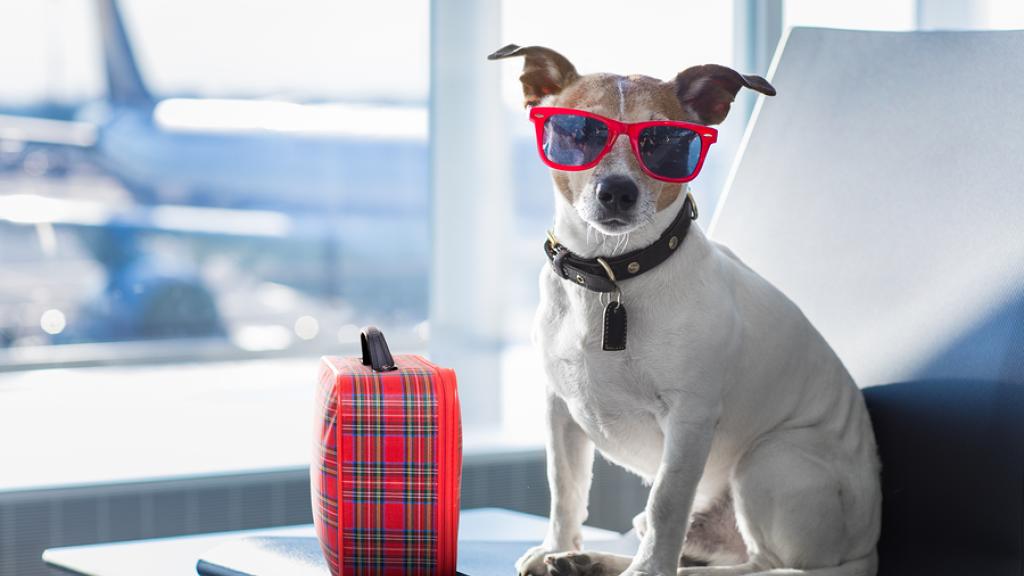 8 Tips Dan Trik Bepergian Dengan Anjing Anda