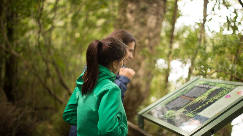 Rainforest Walk