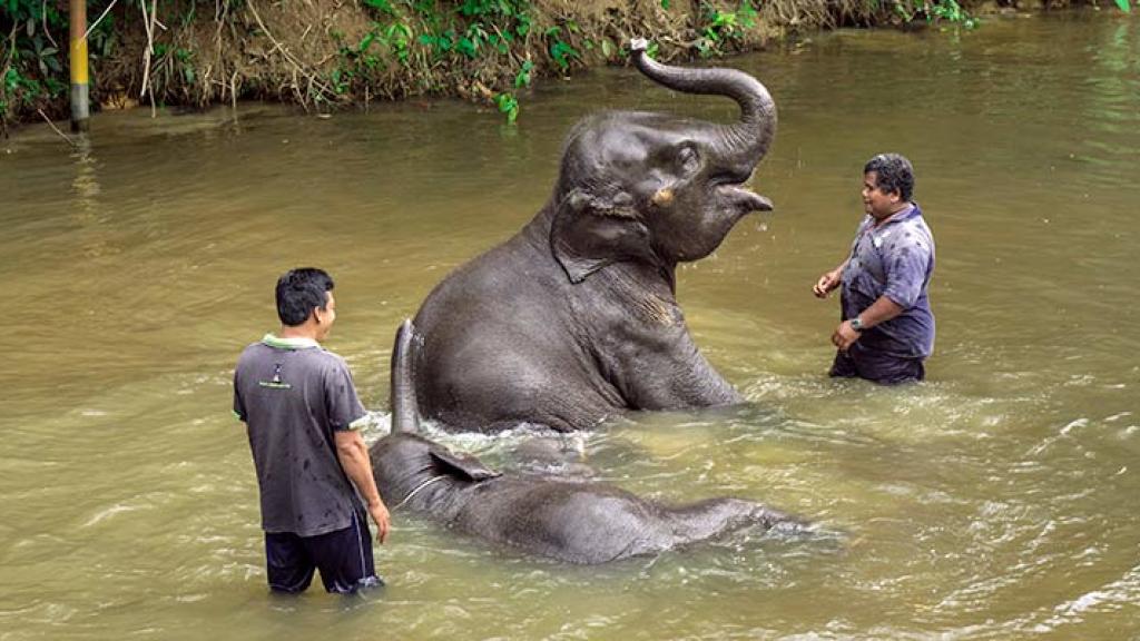 Penangkaran Gajah Kuala Gandah