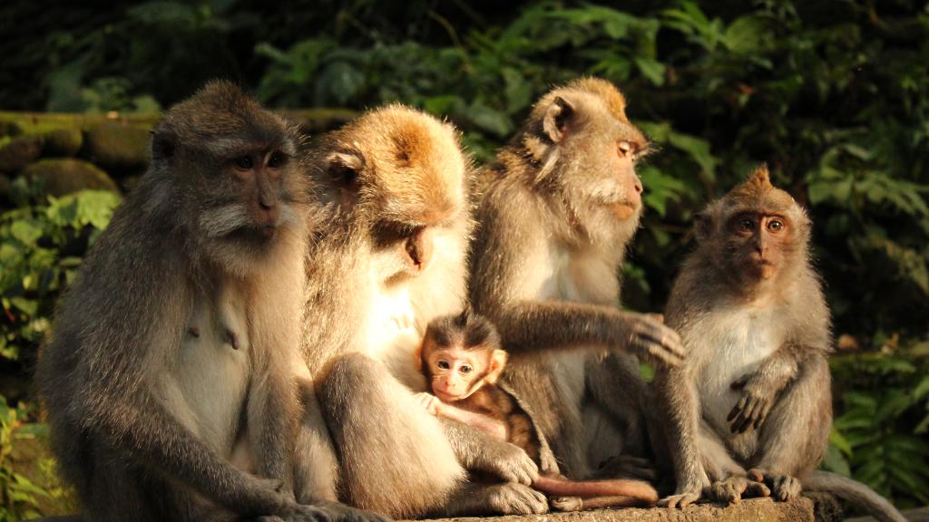 Monkey Forest