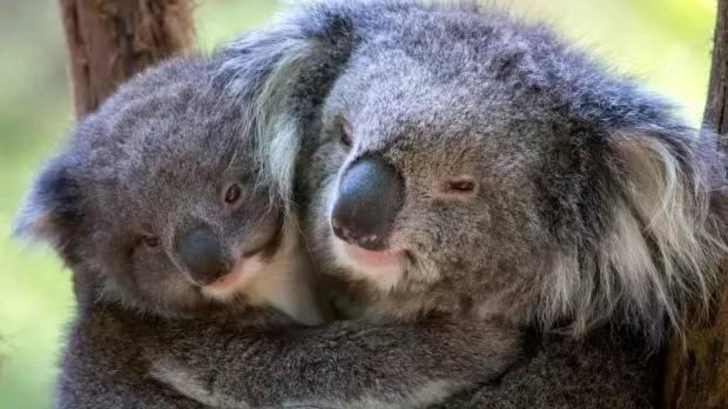 Koalas