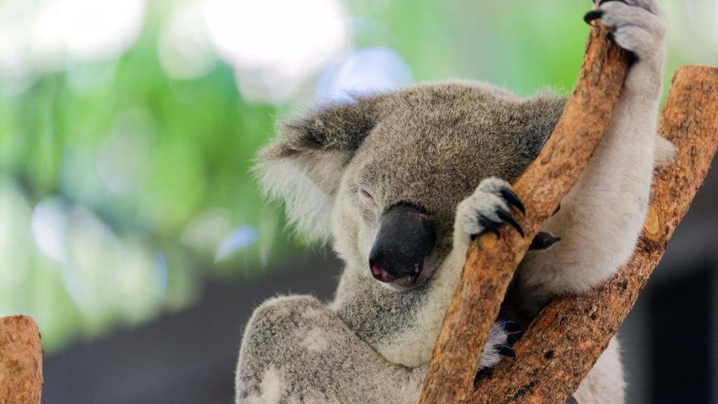 Wild Life Hamilton Island Koala