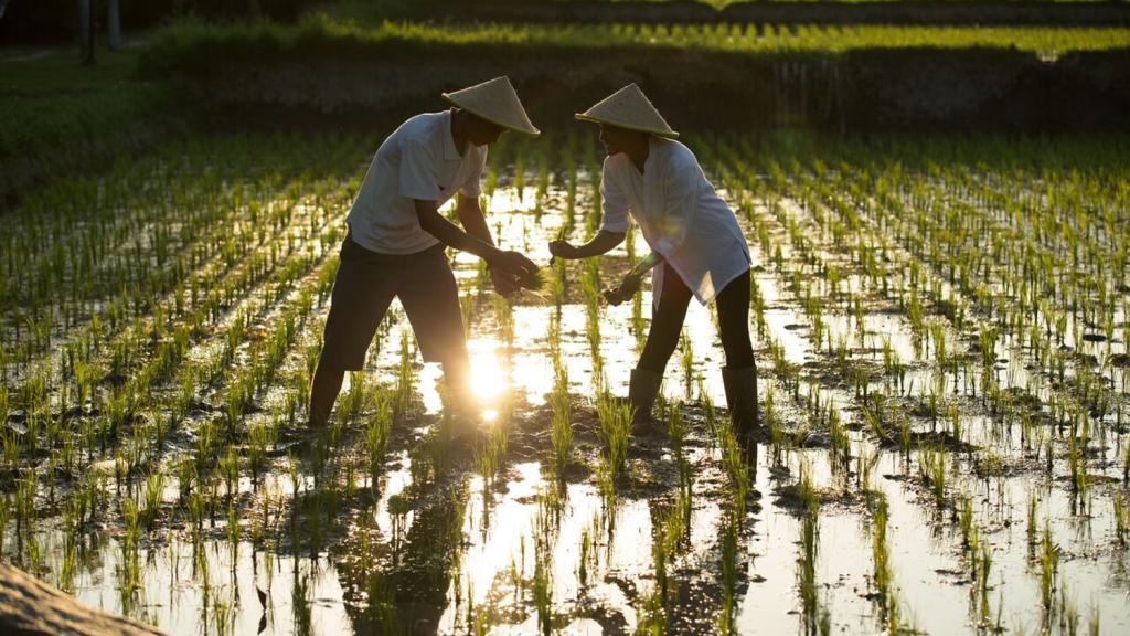 Rice Paddy