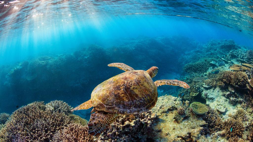 Turtle Underwater