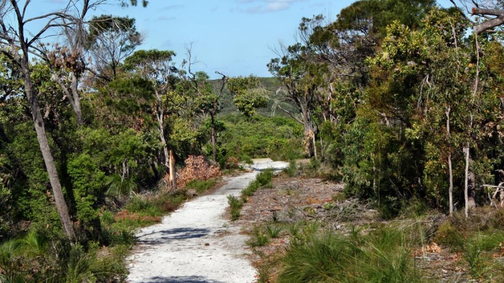 Forest Way - Noosa Heads National Park