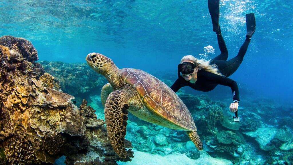 Snorkelling with Turtle