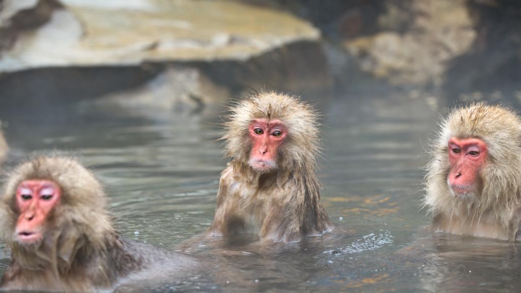 Sumber Air Panas Monyet Liar Jigokudani