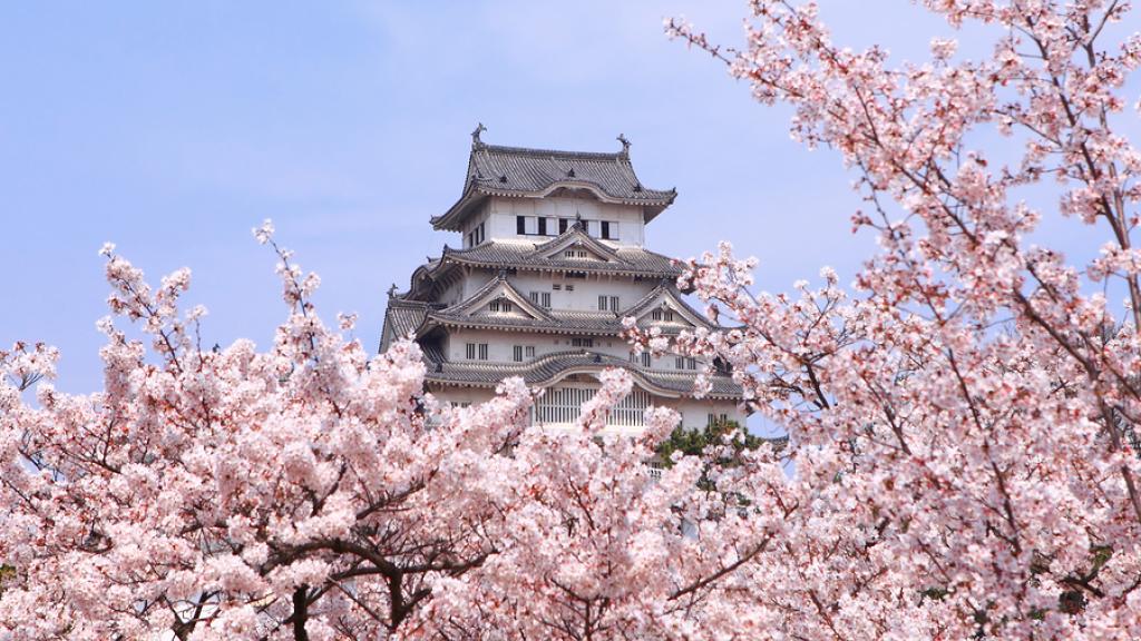 Japan - Himeji Castle And Cherry Blossoms