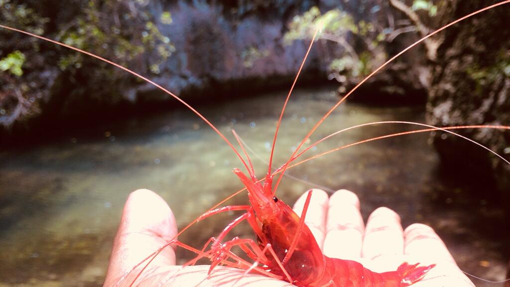 Vatulele Red Prawn