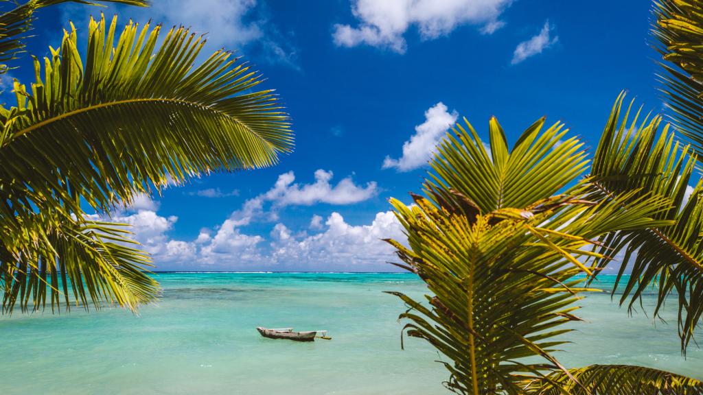 Samoa Beach Palm Trees