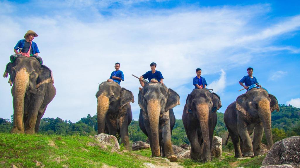 Elephant Trekking Mini Safari