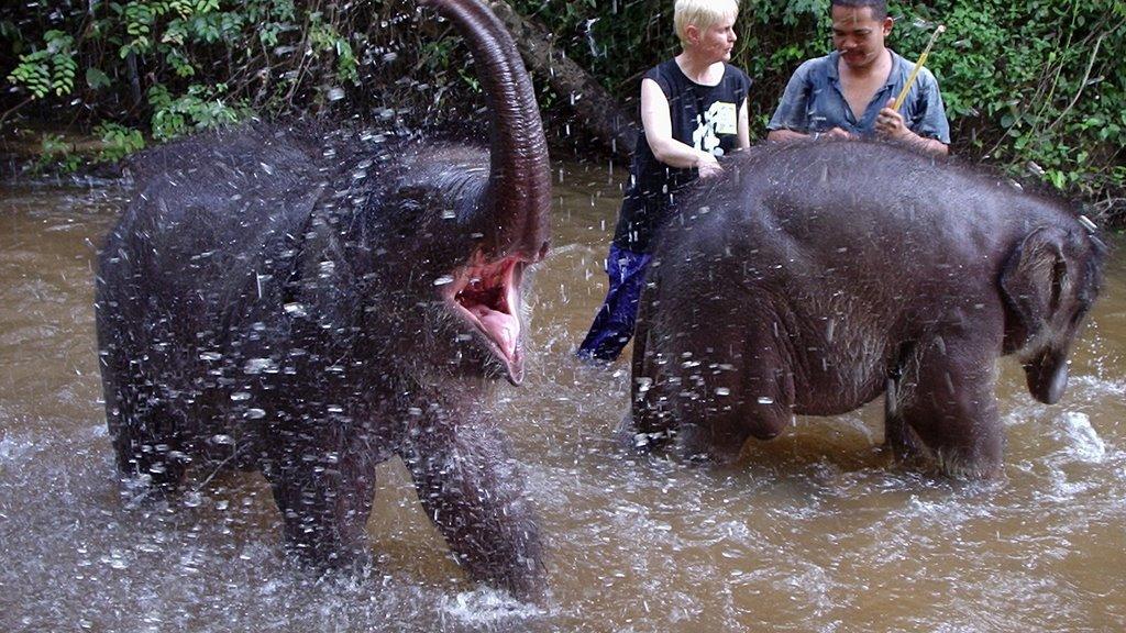 Kuala Gandah Elephant Sanctuary