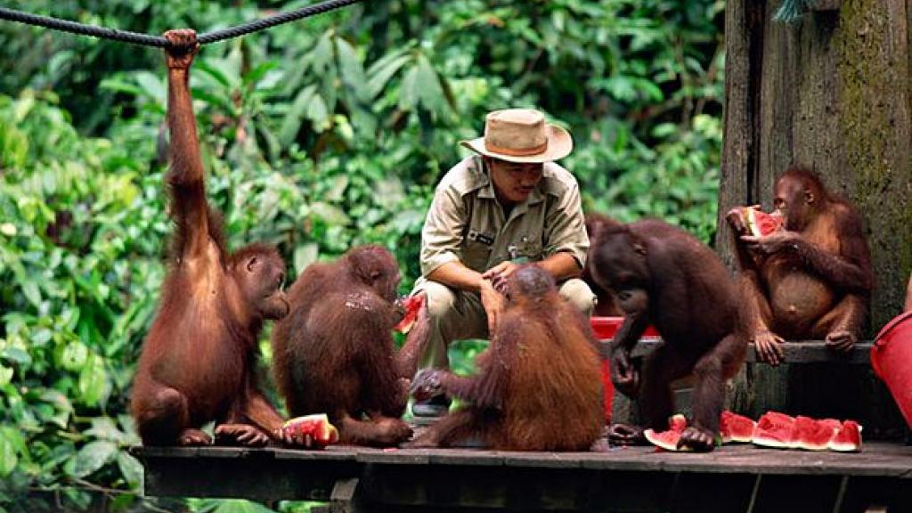 Sandakan Orang Utan Trails