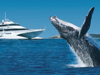 Tangalooma whale