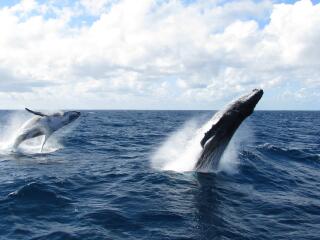 Whale Watching