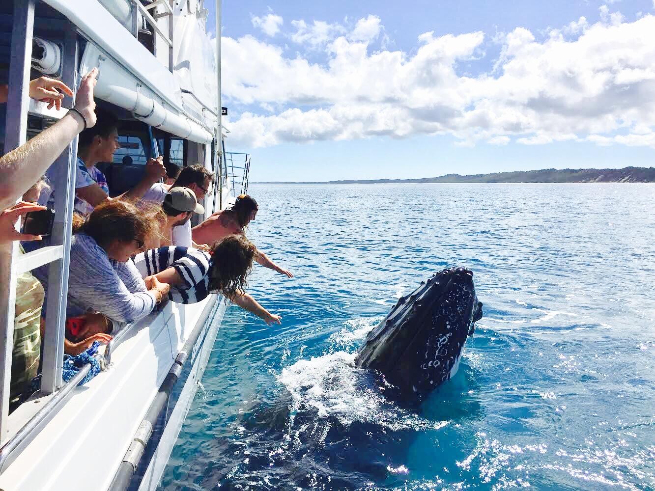 Whale Watching Cruise