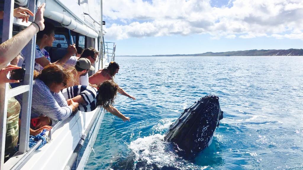 Whale Watching Cruise