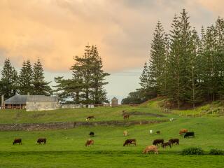 Kingston Cows - Norfolk Island Tourism
