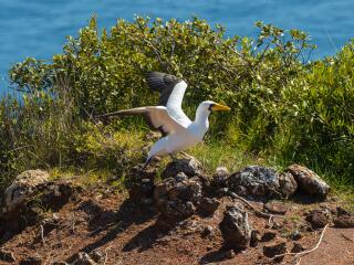 Phillip Island - Norfolk Island Tourism