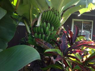 Plants