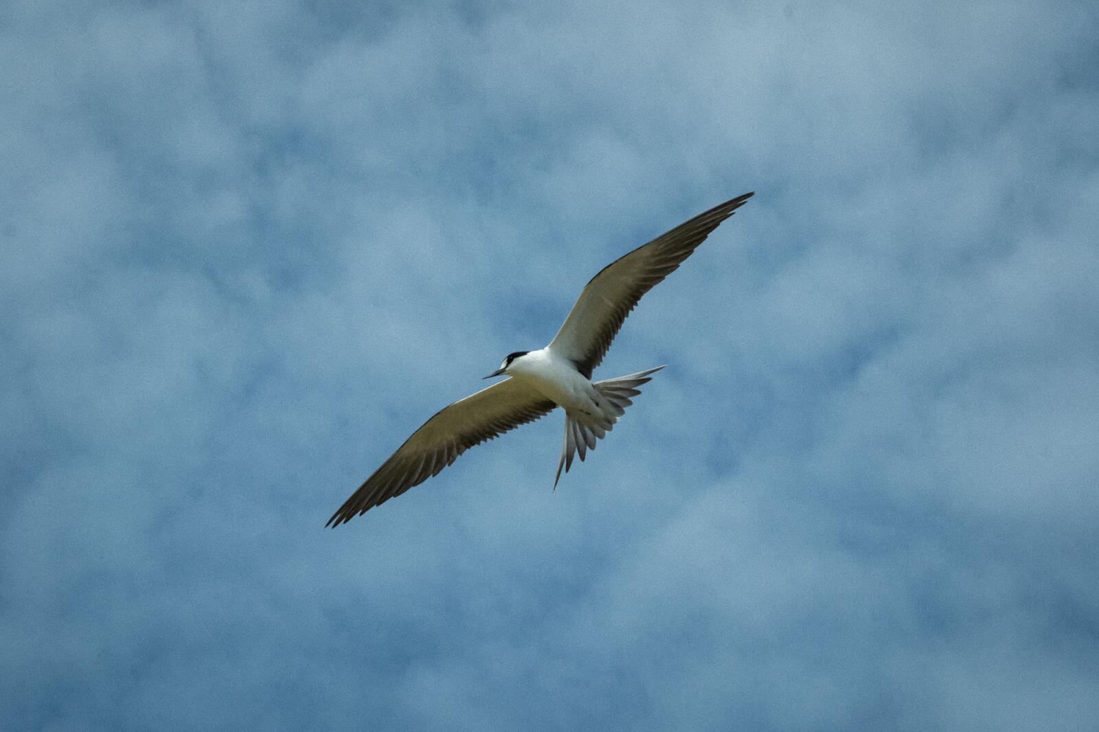 Bird Rock - Norfolk Island Tourism