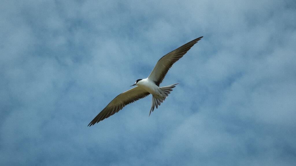 Bird Rock - Norfolk Island Tourism