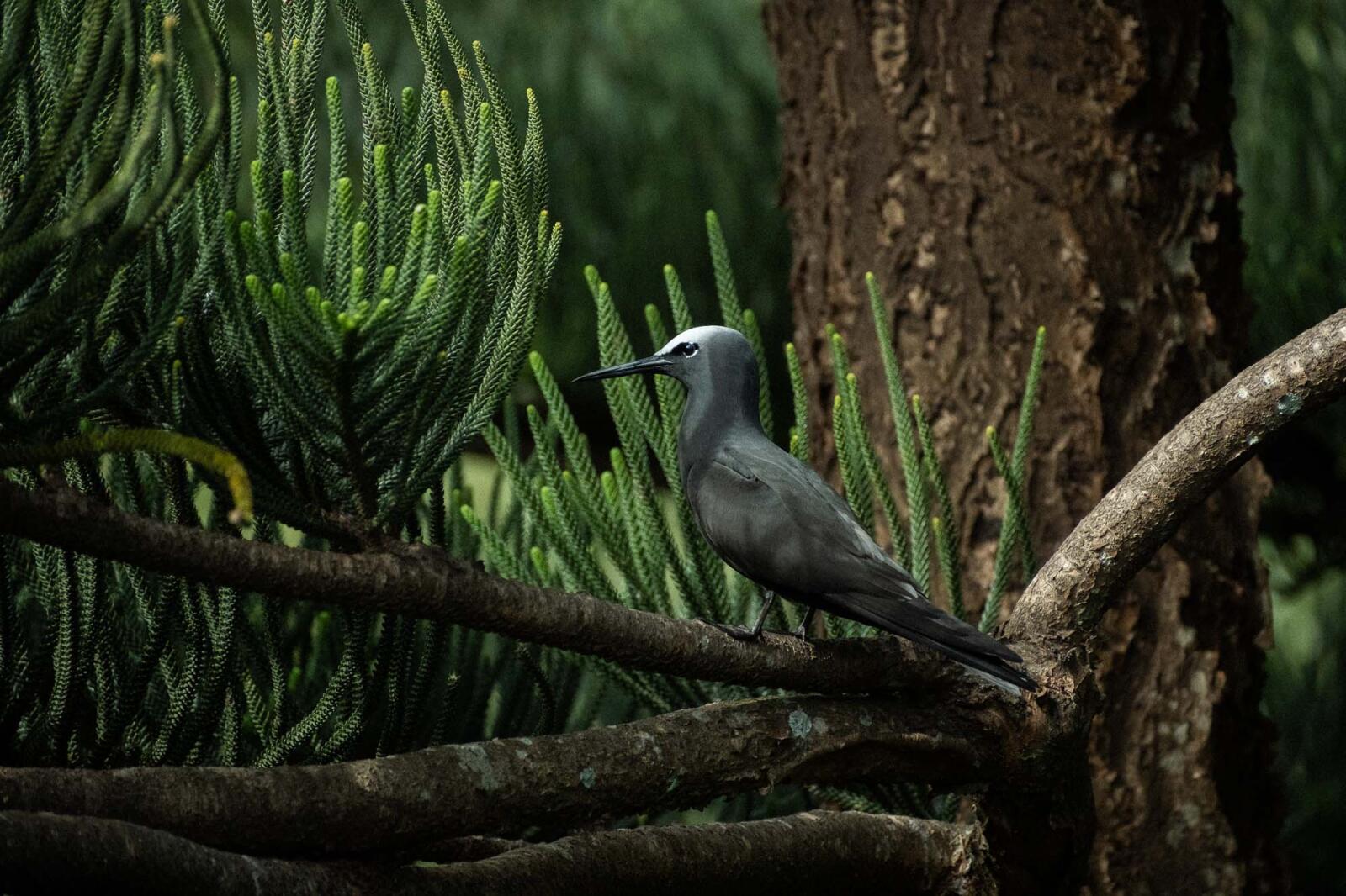 Phillip Island - Norfolk Island Tourism