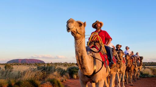 Uluru Camel Tour