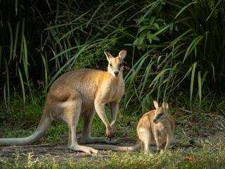 Territory Wildlife Park