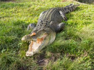 Kakadu, Katherine and Litchfield - Crocodile