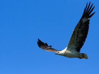 Wildlife - Eagle