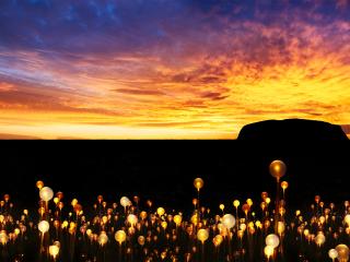 Field of Lights