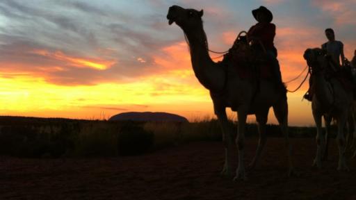 Sunrise Camel Tour