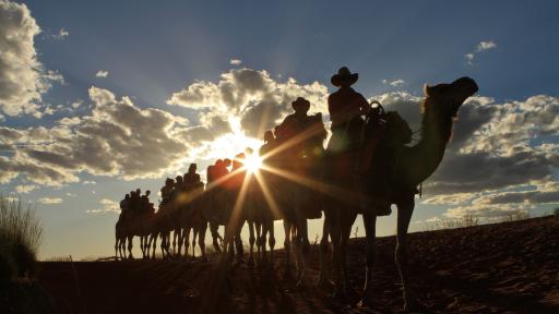 Sunset Camel Tour