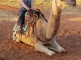 Camel Farm - Optional Tour