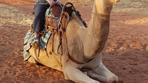 Camel Farm - Optional Tour