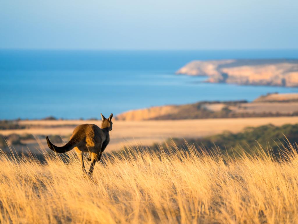 Discover Kangaroo Island