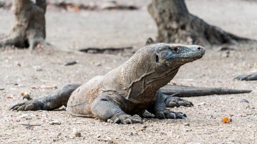 Komodo Dragon Quest - Tour option