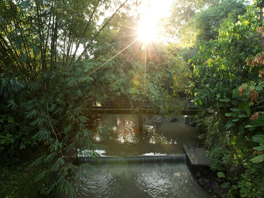 Bamboo Bridge