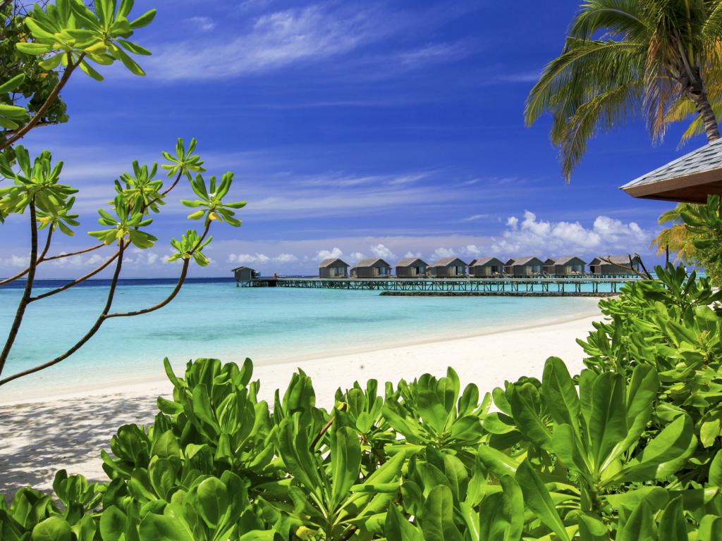 Tropical Maldives Escape: Save up to 25%
