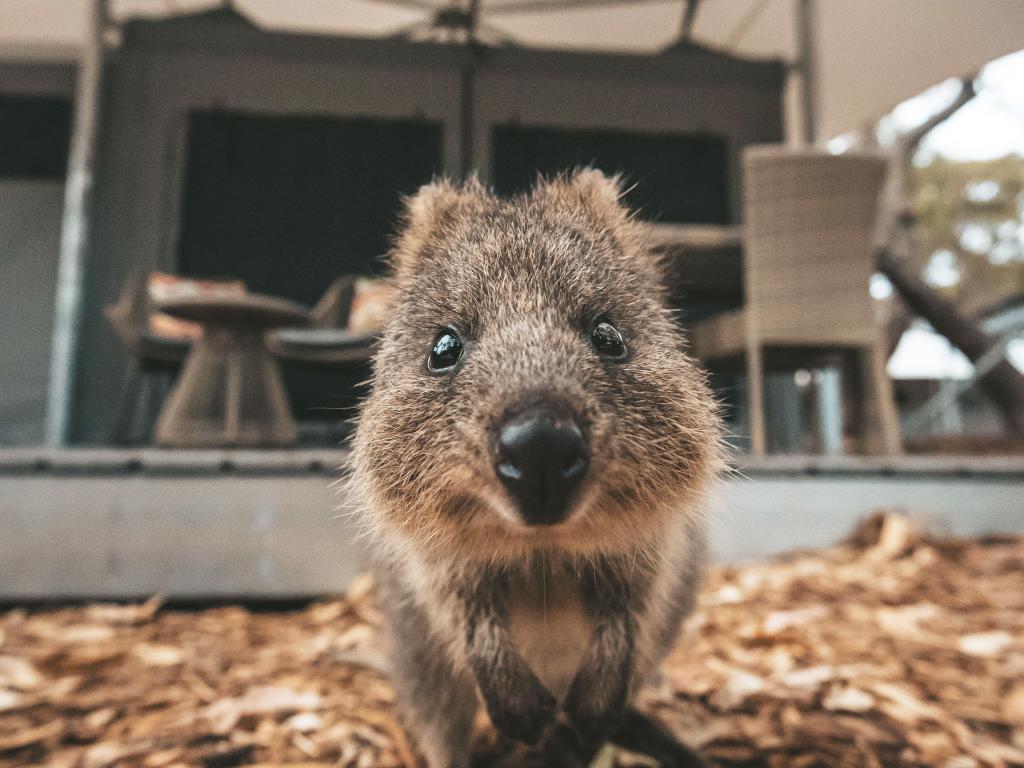Discovery Rottnest Island